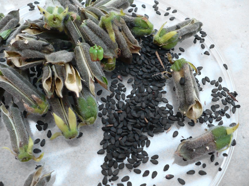 Organic Black Sesame for Growing Sesamum indicum - 500 Seeds
