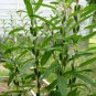 Organic Black Sesame for Growing Sesamum indicum - 500 Seeds