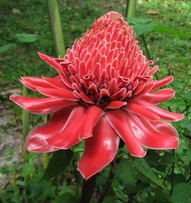 Red Torch Ginger Plant etlingera Elatior 'red' Seeds 