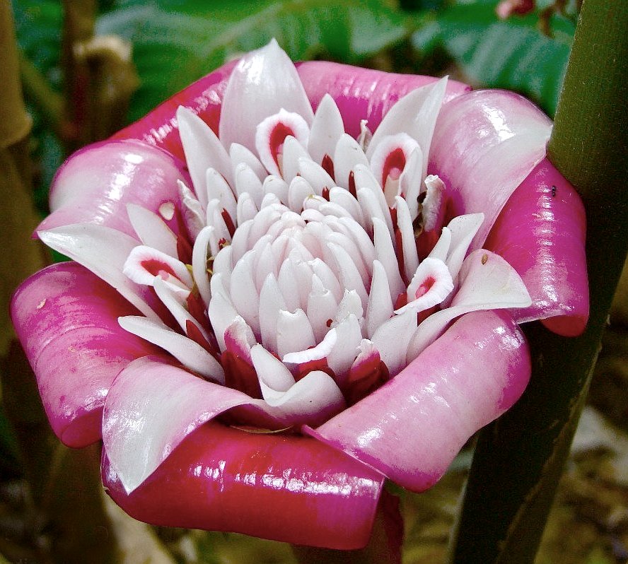 Rare Torch Ginger Malay Rose Etlingera Venusta 10 Seeds