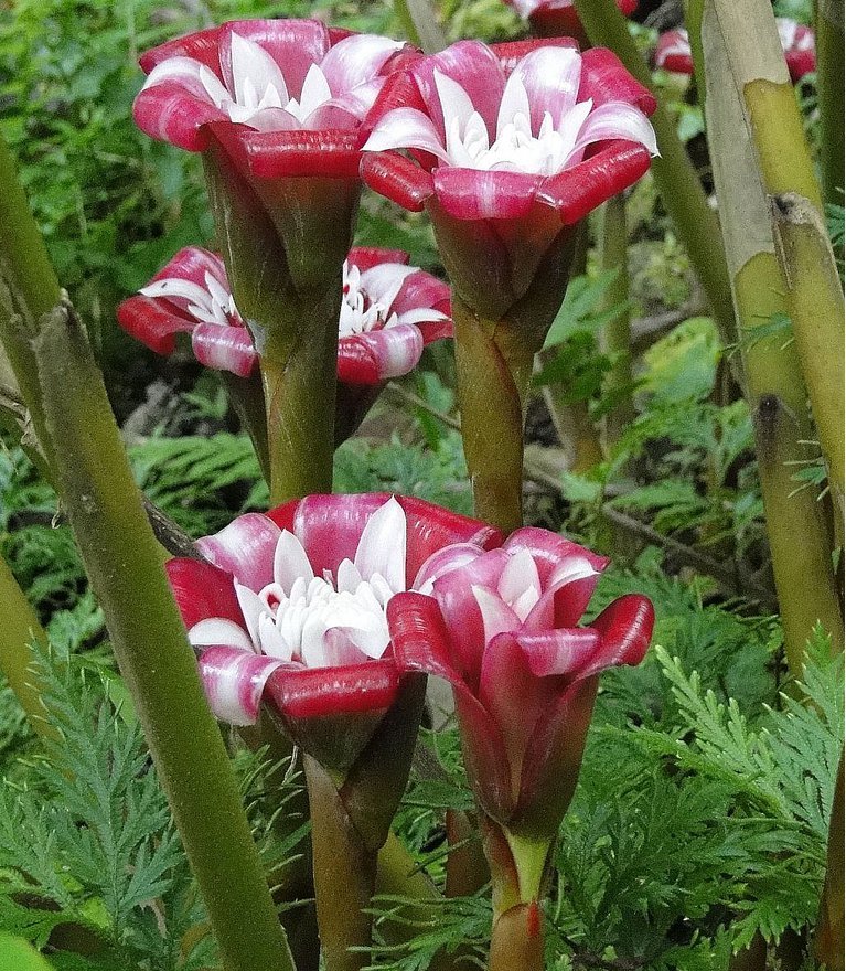 Rare Torch Ginger Malay Rose Etlingera Venusta 10 Seeds