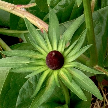 Green Wizard Rudbeckia Occidentalis - 20 Seeds