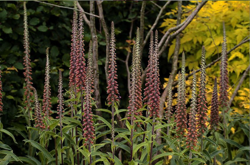 Brown Flower Foxglove Milk Chocolate Digitalis parviflora 30 Seeds