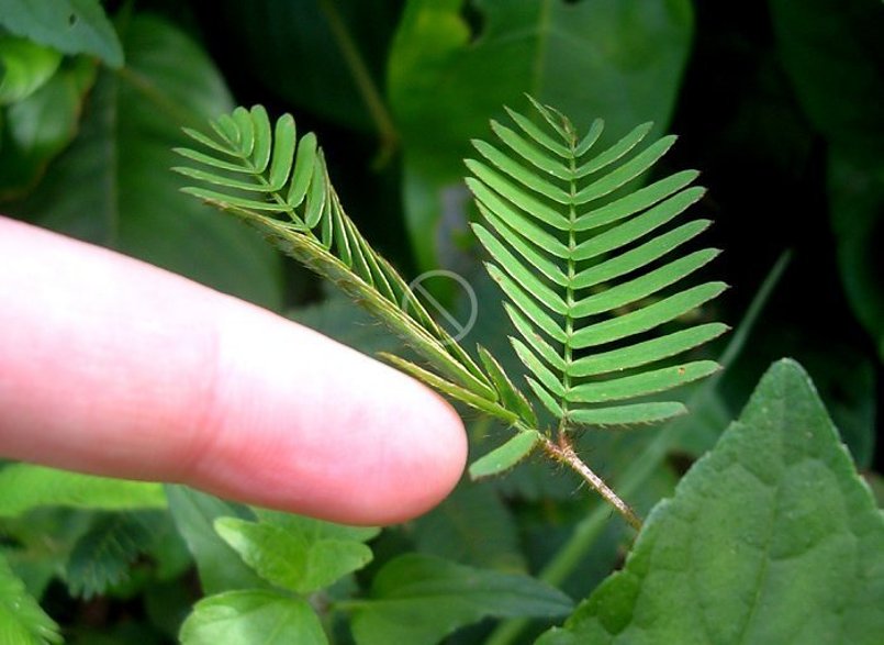 Plant that closes when you touch it information