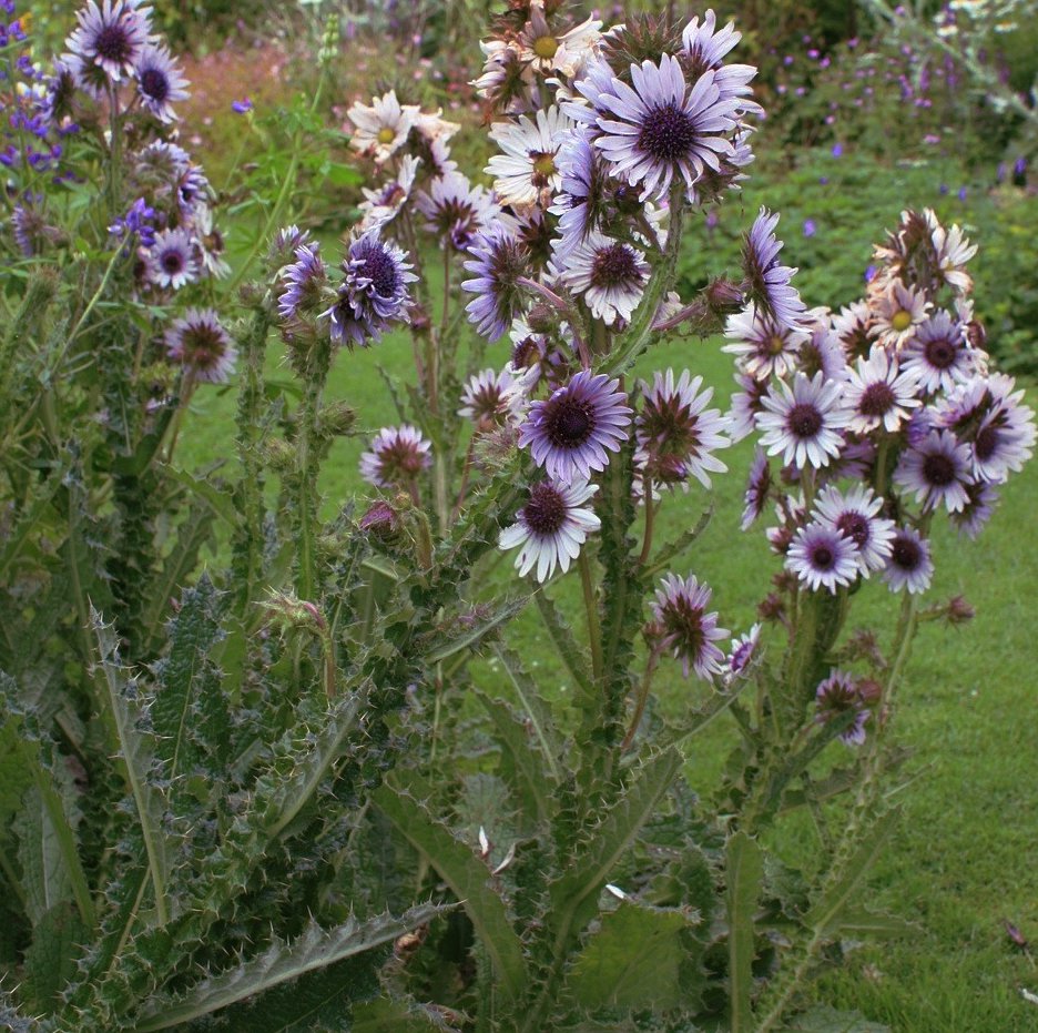 South African Lavender Zulu Warrior Berkheya purpurea 15 Seeds