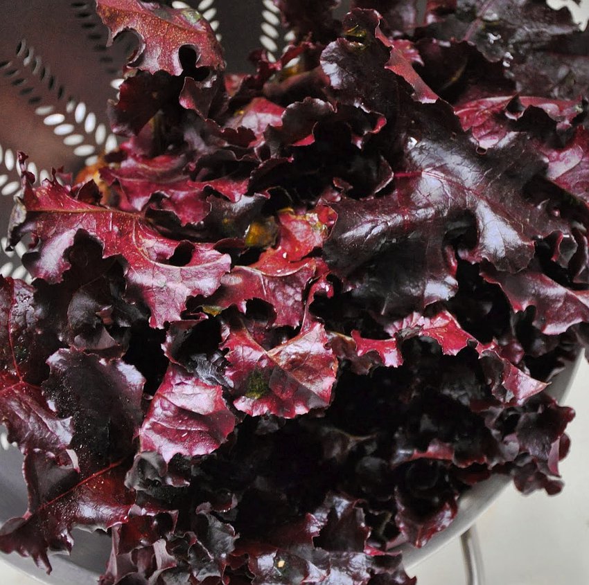 Organic Merlot Lettuce OP Lactuca sativa 150 Seeds