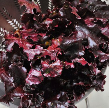 Organic Merlot Lettuce OP Lactuca sativa - 150 Seeds