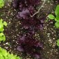 Organic Merlot Lettuce OP Lactuca sativa - 150 Seeds