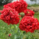 Scarlet Red Peony Poppy Papaver Paeoniflorum - 100 Seeds