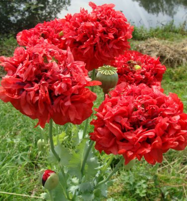 Scarlet Red Peony Poppy Papaver Paeoniflorum - 100 Seeds