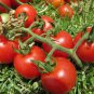 Organic Heirloom Cherry Tomato Tommy Toe Lycopersicon lycopersicum  - 35 Seeds