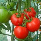 Organic Heirloom Tomato Moneymaker Lycopersicon lycopersicum - 30 Seeds