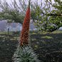 Seussian Tree Tower of Jewels Tajinaste Rojo Echium wildpretii - 20 Seeds