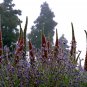 Seussian Tree Tower of Jewels Tajinaste Rojo Echium wildpretii - 20 Seeds