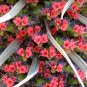 Seussian Tree Tower of Jewels Tajinaste Rojo Echium wildpretii - 20 Seeds
