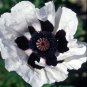 Oriental Poppy 'Royal Wedding' Papaver orientale – 20 Seeds