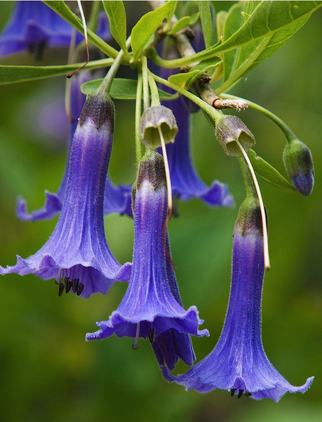 Iochroma Australis-Azul Brugmansia Hardy arbusto En Pote De 9cm