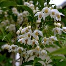 Japanese Snowbell Styrax japonicus White - 20 Seeds