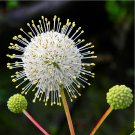 Sputnik Honey Ball White Button Bush Cephalanthus occidentalis - 100 Seeds