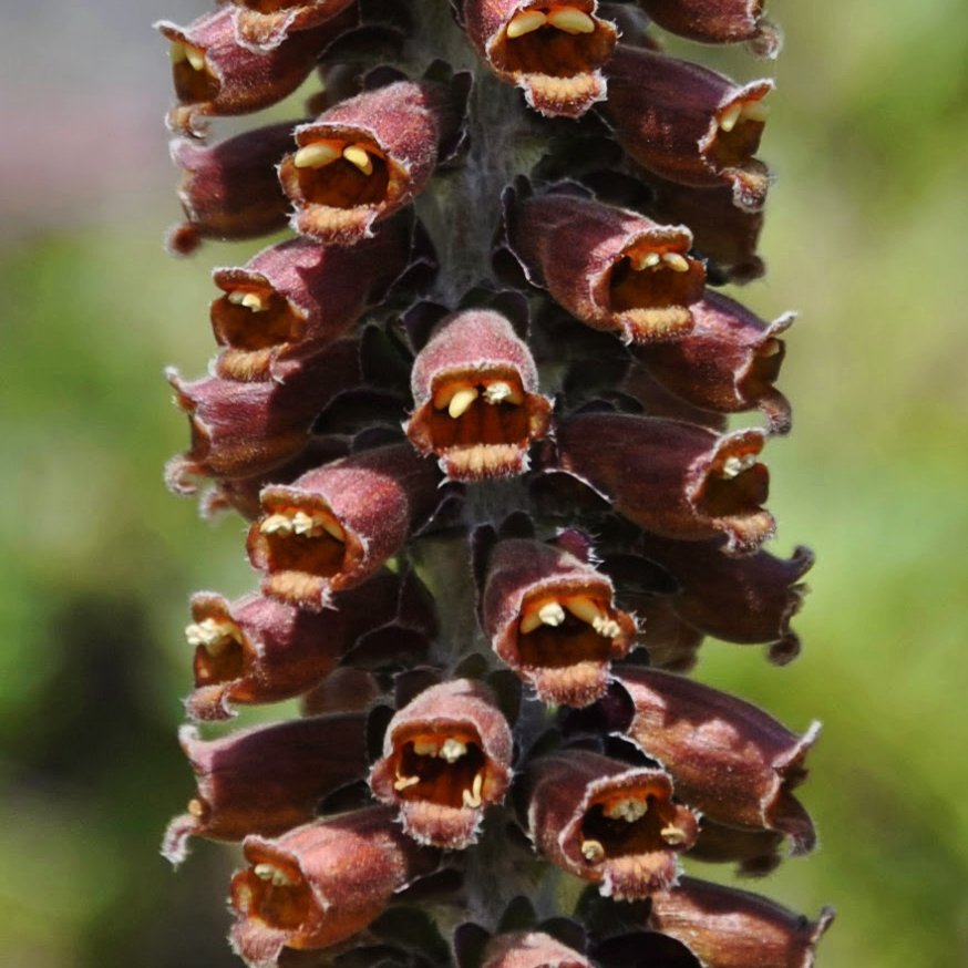 Brown Flower Foxglove Milk Chocolate Digitalis parviflora 30 Seeds