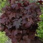 Chocolate Dark Coral Bells Heuchera micrantha  - 100 Seeds