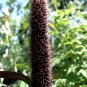 Almost Black Ornamental Millet Purple Majesty Pennisetum glaucum - 8 Seeds