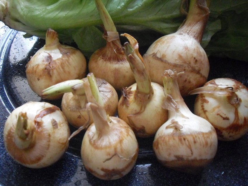 Wapato Duck or Swamp Potato Arrowhead Sagittaria latifolia 4 Live Bulbs