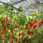 Organic Hotter Than Hell Worlds Hottest Chili Peppers Seed Collection 6 Varieties