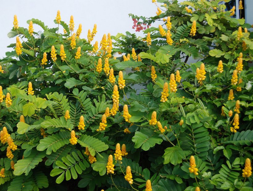 Candelabra Candlestick Flower Cassia Senna Alata 12 Seeds