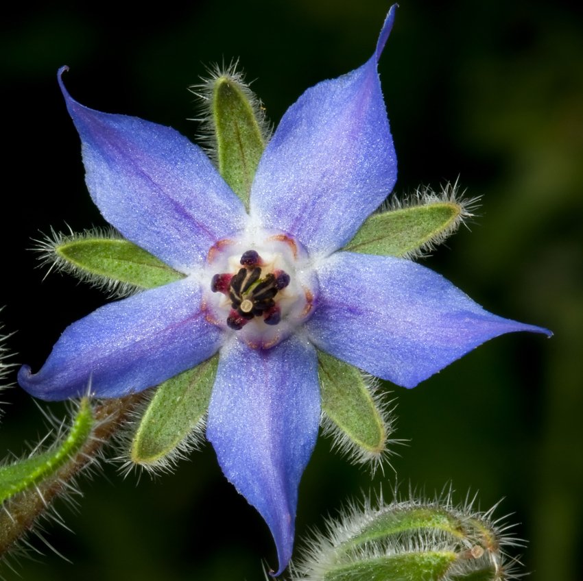 Edible Flowers Organic Blue Borage Borage officinalis