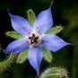 Edible Flowers Organic Blue Borage Borago officinalis - 100 Seeds