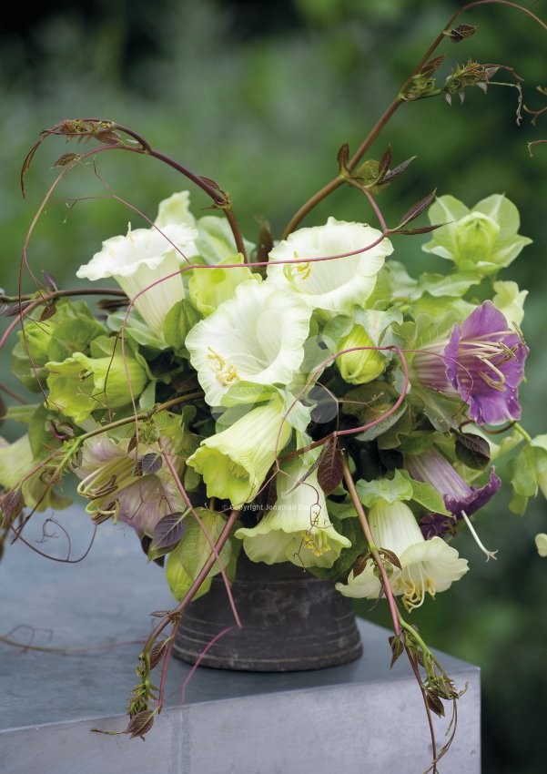 Cathedral Bells Cup And Saucer Vine White Cobaea Scandens alba 8 Seeds