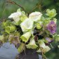 Cathedral Bells Cup And Saucer Vine White Cobaea Scandens alba - 8 Seeds