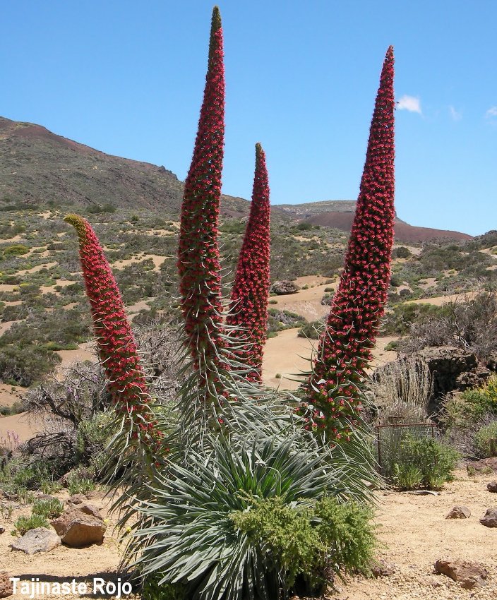 Seuss Inspired Red Tower of Jewels Echium wildpretii - 15 Seeds