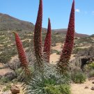 Seuss Inspired Red Tower of Jewels Echium wildpretii - 15 Seeds