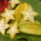 Exotic Carambola Star Fruit Averrhoa carambola - 8 Seeds