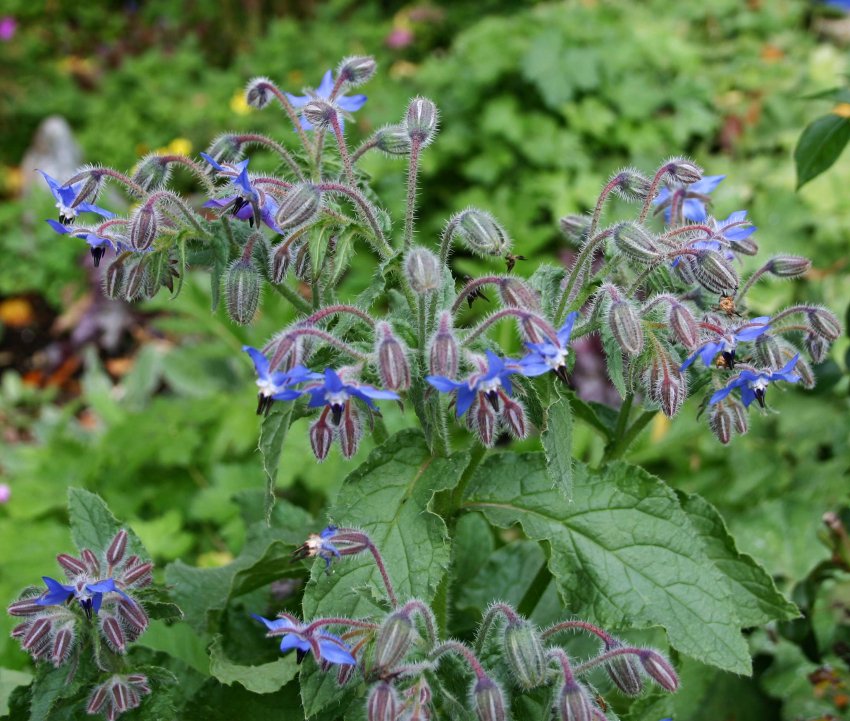 Edible Flowers Organic Blue Borage Borago officinalis 100 Seeds