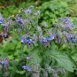 Edible Flowers Organic Blue Borage Borago officinalis - 100 Seeds