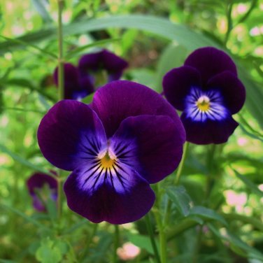 Edible Flowers Organic Violet King Henry Viola Cornuta - 40 Seeds
