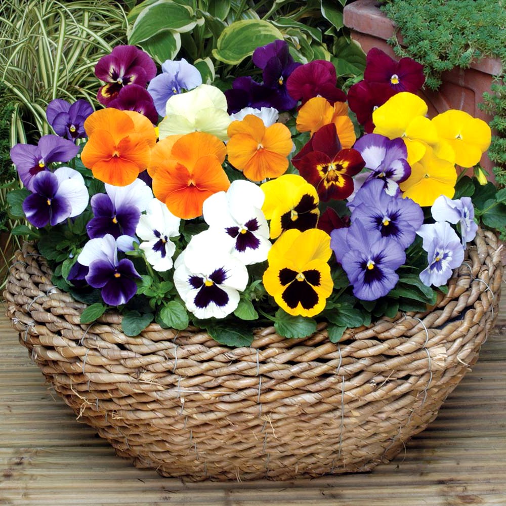 Edible Flowers Organic Pansy Swiss Giant Viola wittrockiana - 50 Seeds