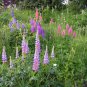 Lupin Russell Lupine Lupinus polyphyllus - 100 Seeds