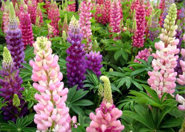 Russell 35 Seeds Lupin the Gardens PINK LUPINUS Polyphyllus 