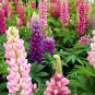 Lupin Russell Lupine Lupinus polyphyllus - 100 Seeds