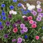 Edible Flowers Organic Cornflower Mix Centaurea cyanus - 200 Seeds