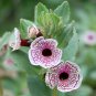 Rare Calico Monkey Flower Mimulus pictus - 25 Seeds