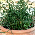Curly Wurly Corkscrew Rush Juncus effusus spiralis - 25 Seeds