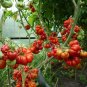 Tomato Bizarre Rare Heirloom Reisetomate Lycopersicon lycopersicum - 15 Seeds