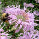 Wild Bergamot Bee Balm Organic Monarda fistulosa - 150 Seeds