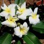 Plumeria White 'Pupukea Crepe' Frangipani - 5 Seeds
