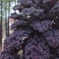 Purple Kale Redbor Brassica oleracea var. acephala - 20 Seeds